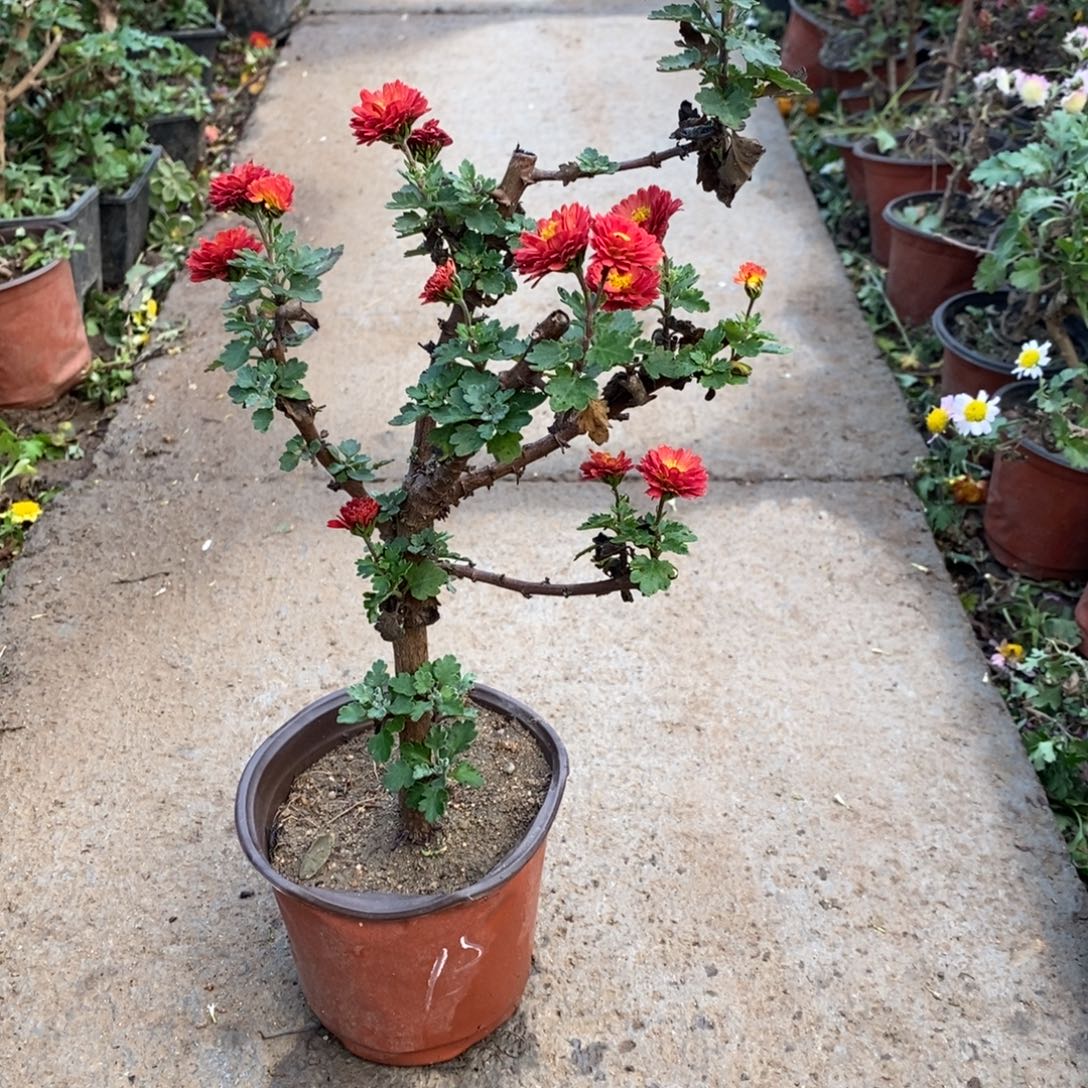 柚***柚无花朵盆景根据盆景20