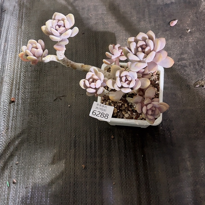 9号山*画我们的确是一个6288