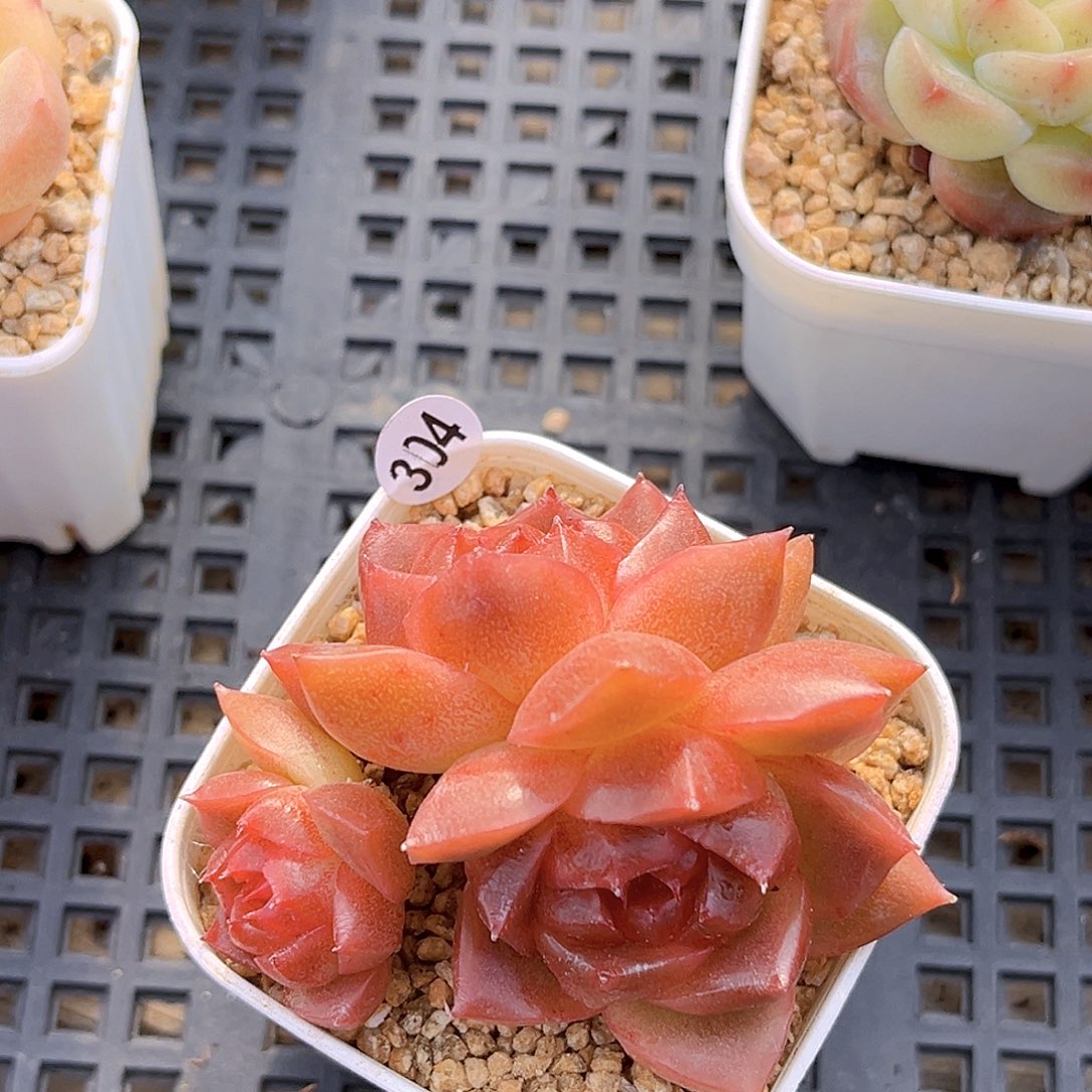 304 一物一拍多肉 孤品