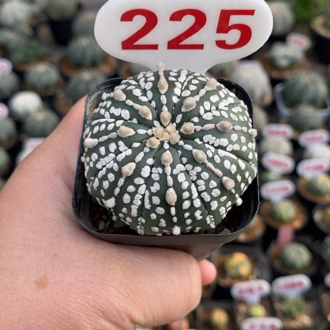 225连线超兜福利