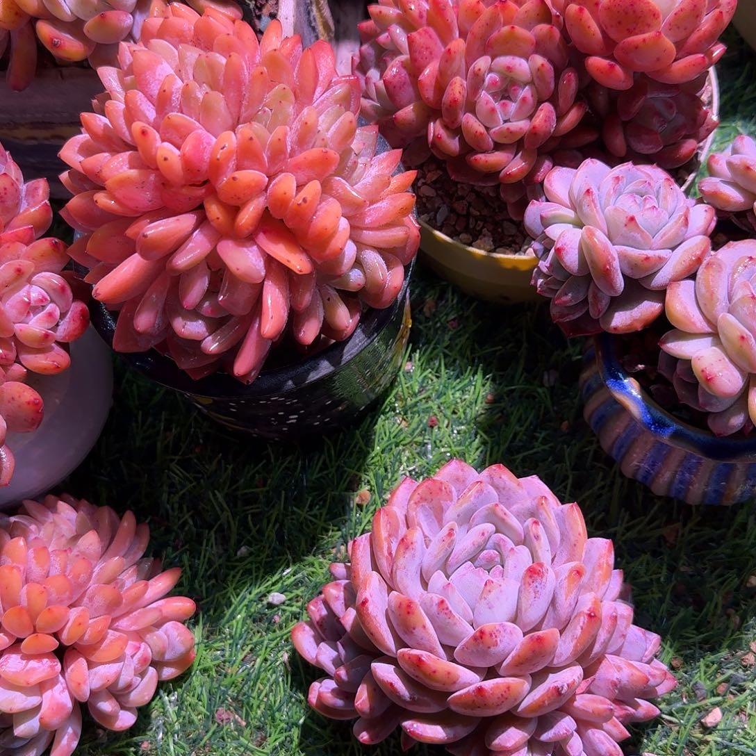 大***子橙梦露脱土发货一颗