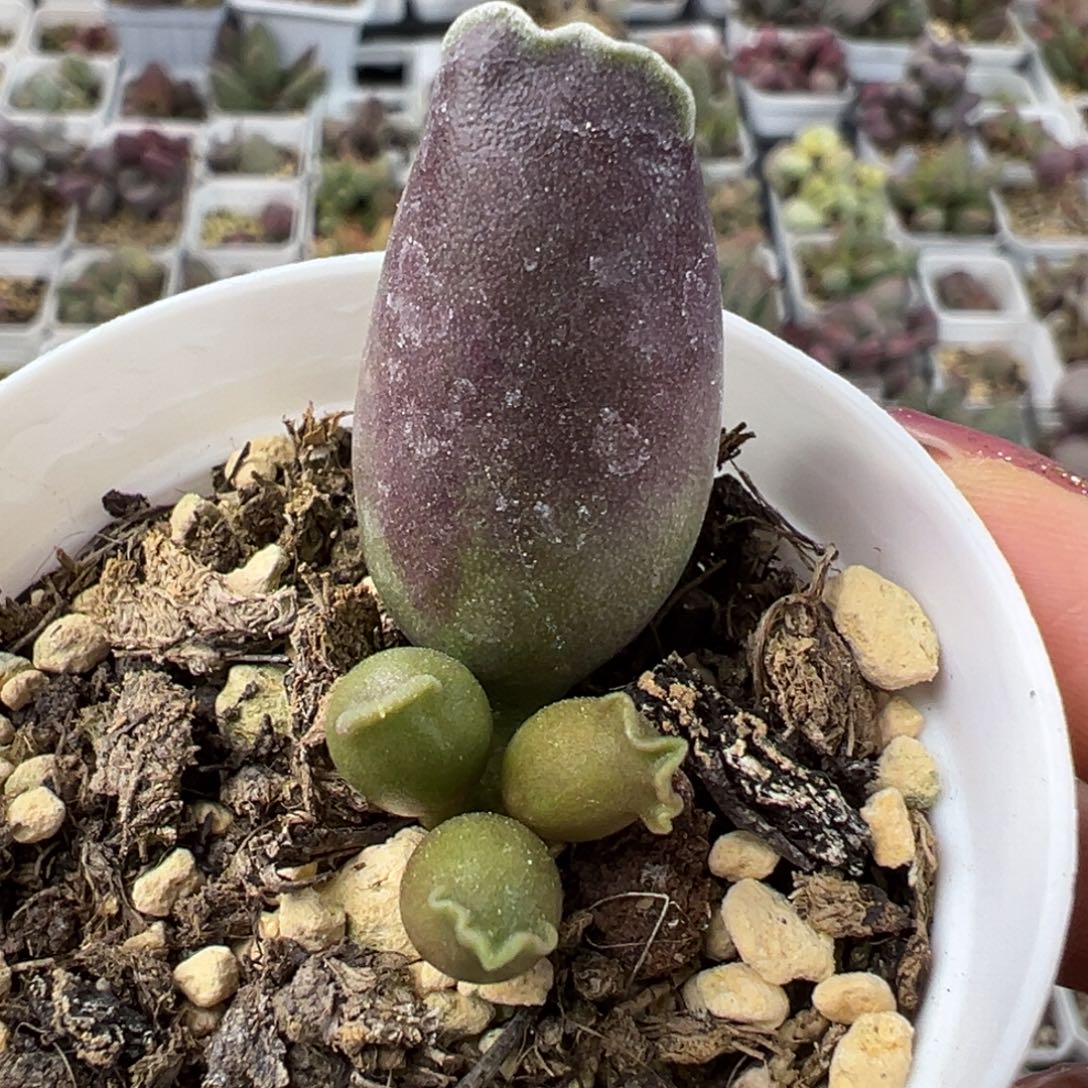 全紫海豹多肉植物水泡