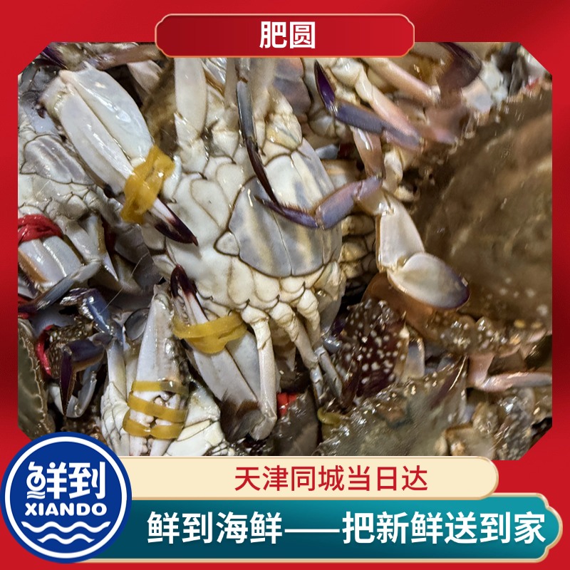 【保鲜不保活】大佬母蟹足黄 天津本地鲜甜 10两/只 净重2-5斤 掉爪