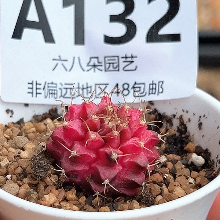 开播福利实生根彩球