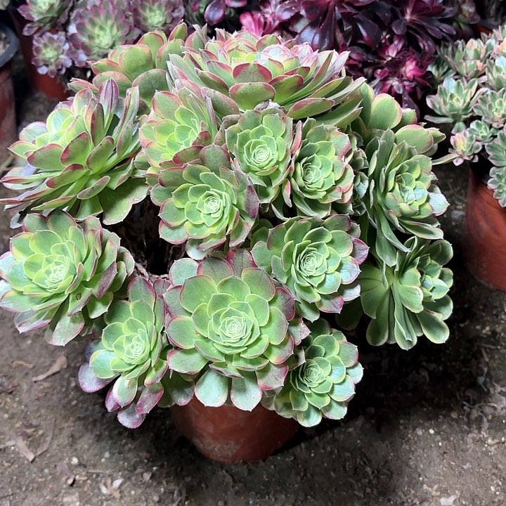 多肉植物法师奶白26