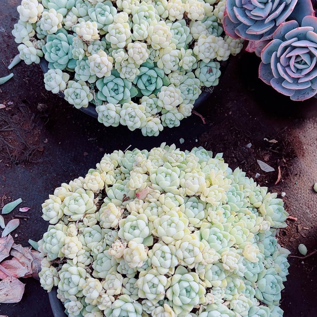 厚叶月影多头群生精品