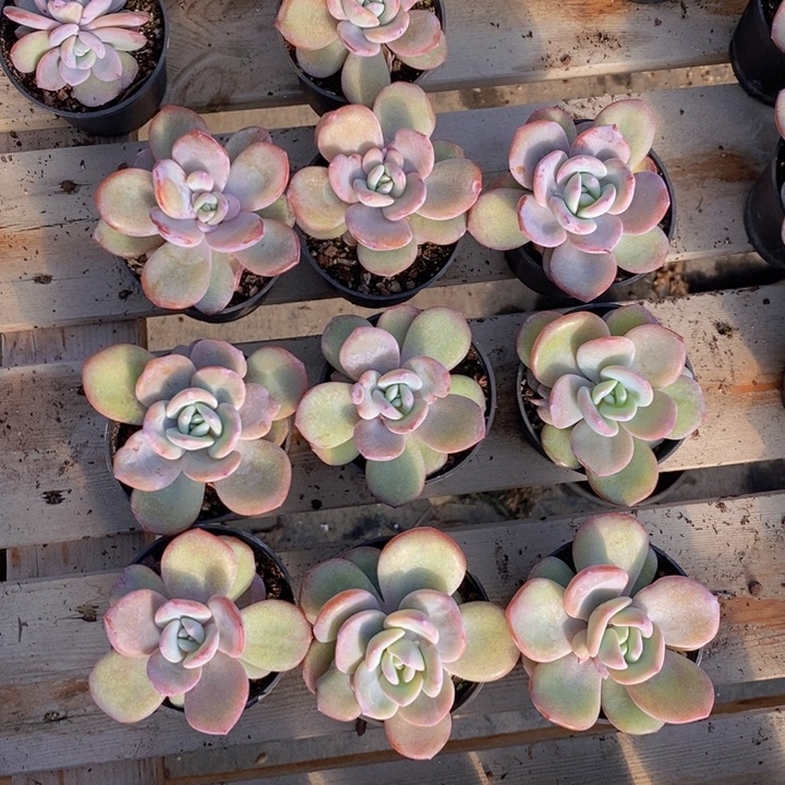 148号奶茶10颗，8盆