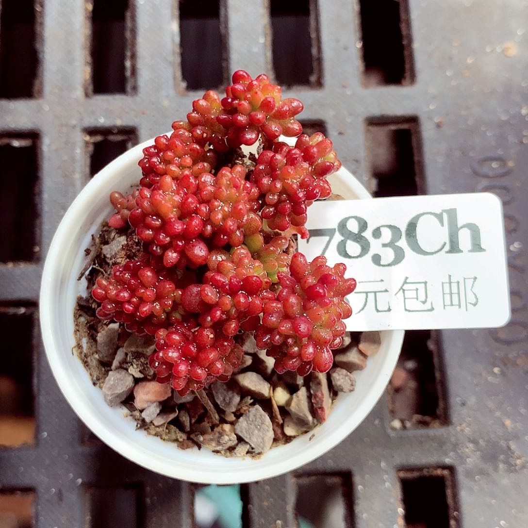 5厘米盆精控多肉783