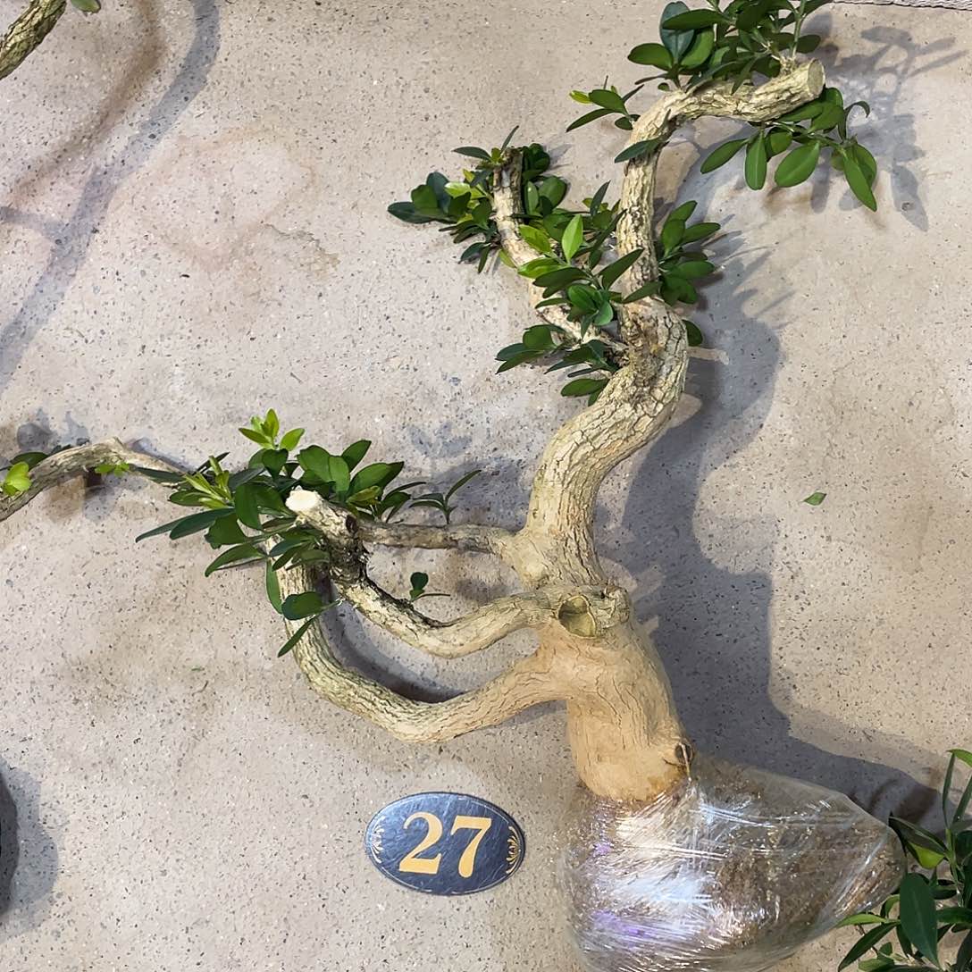 红***山无花朵一起为梦想而加油