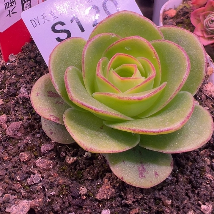 三碗120  鎏绪微梦