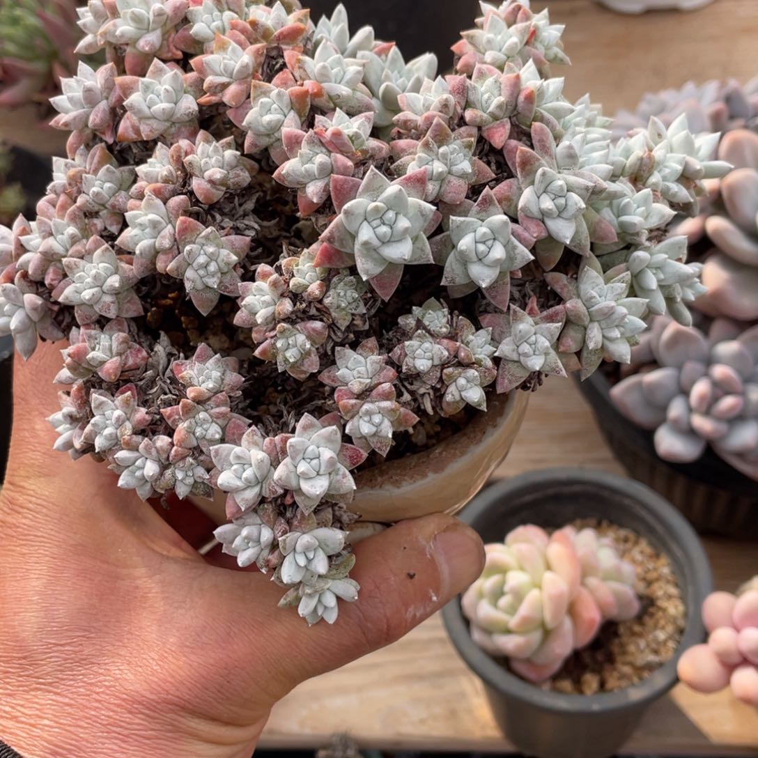 淘多肉丸叶白菊一个