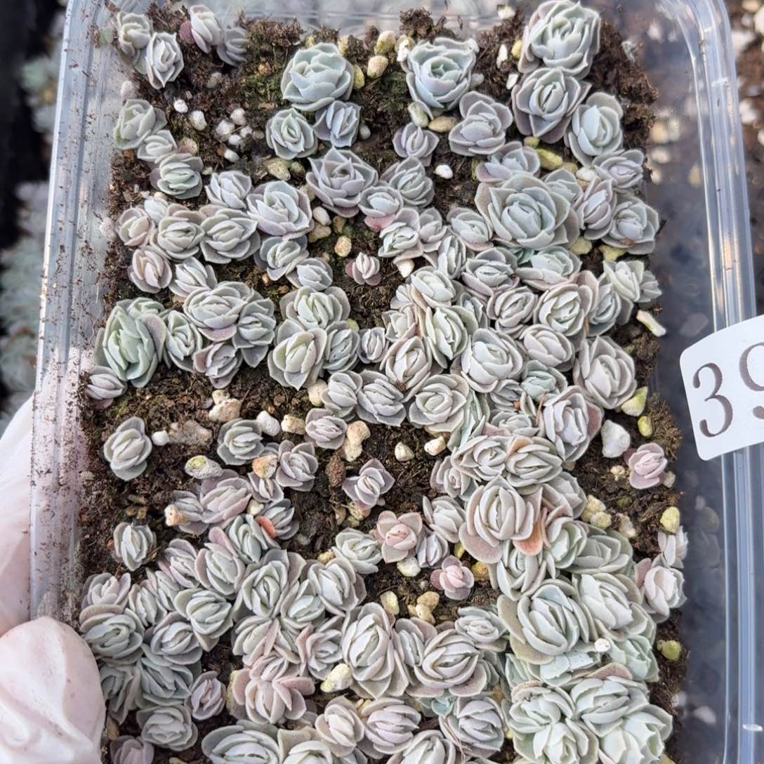 风***悄多肉植物多肉植物39