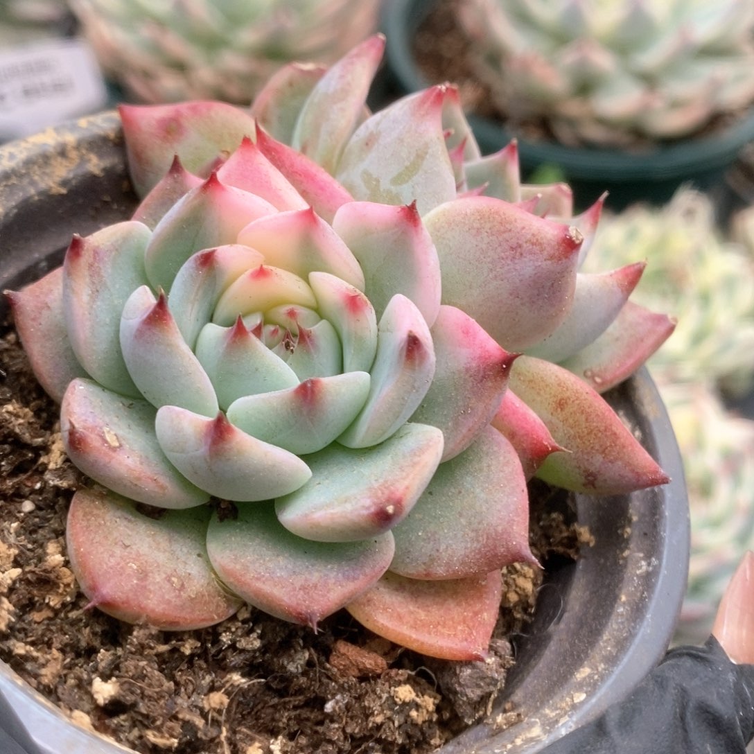 113锦锦锦锦锦锦锦