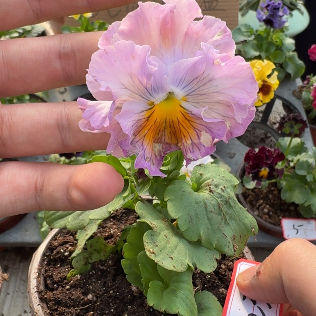 大部分花苞少量开放232