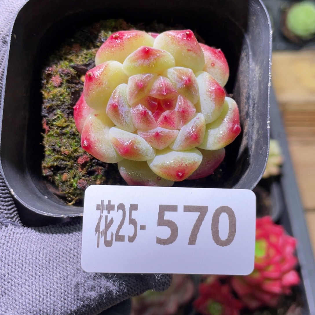 花利美25-570秘境冰魄