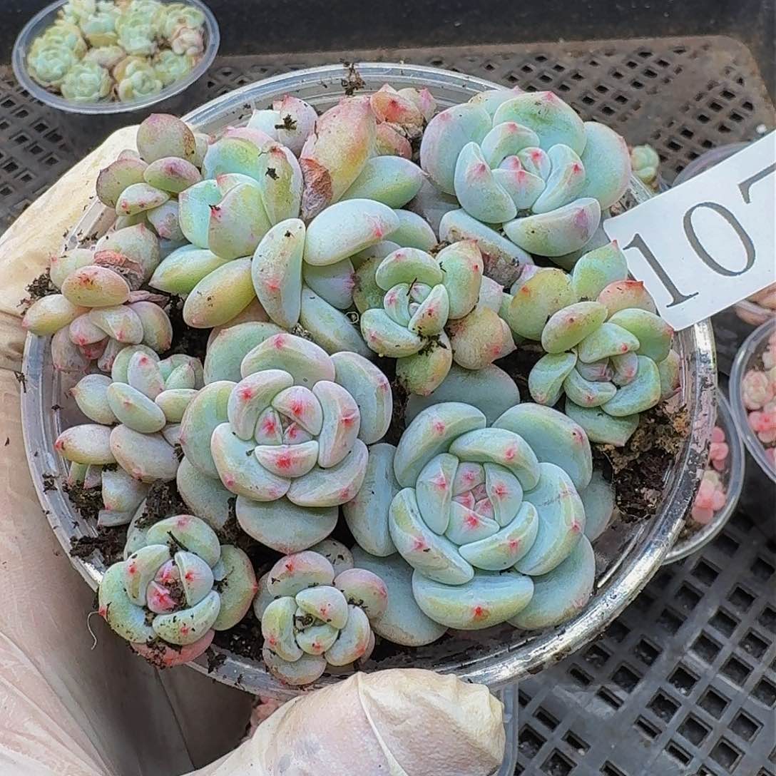 多肉植物多肉植物1075