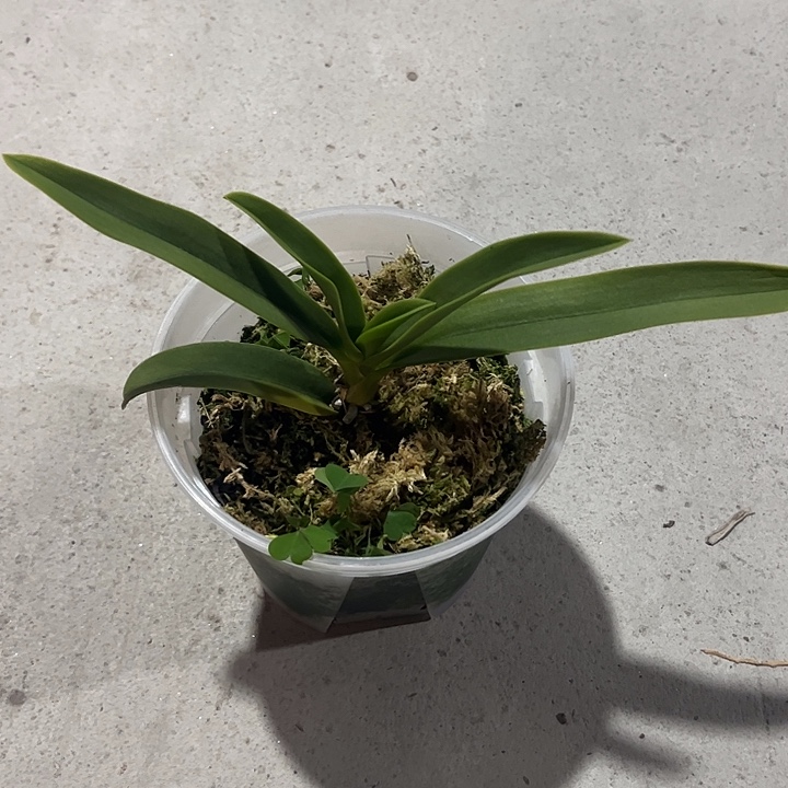 完全开放盲盒不售后