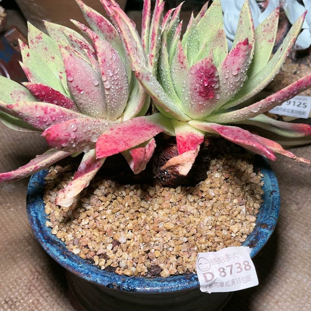 8738坎代仙女杯多肉