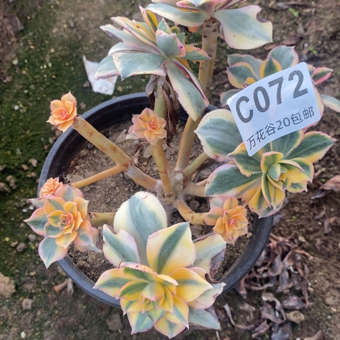 072灿烂多肉植物