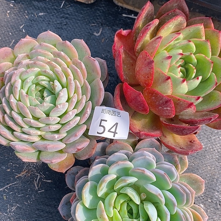 54 多肉植物盆栽花卉植物