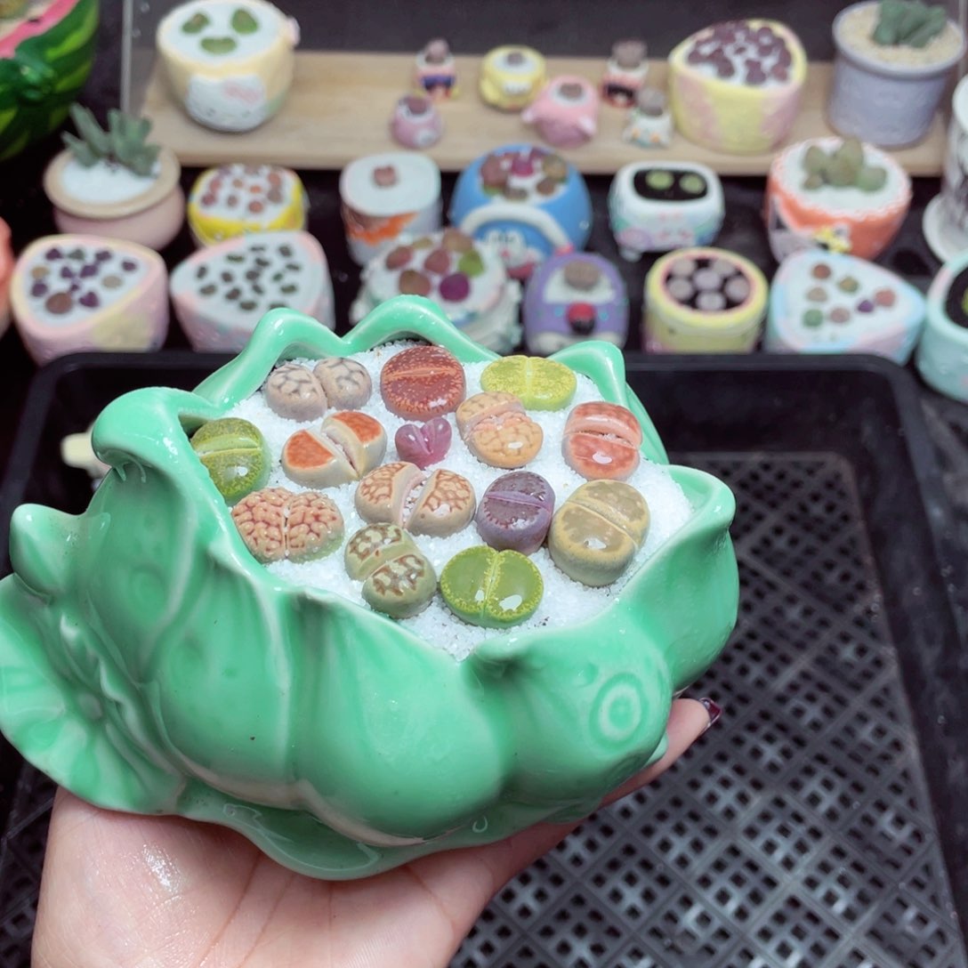 w5313 -零下地区拍保温箱-15支持寄养