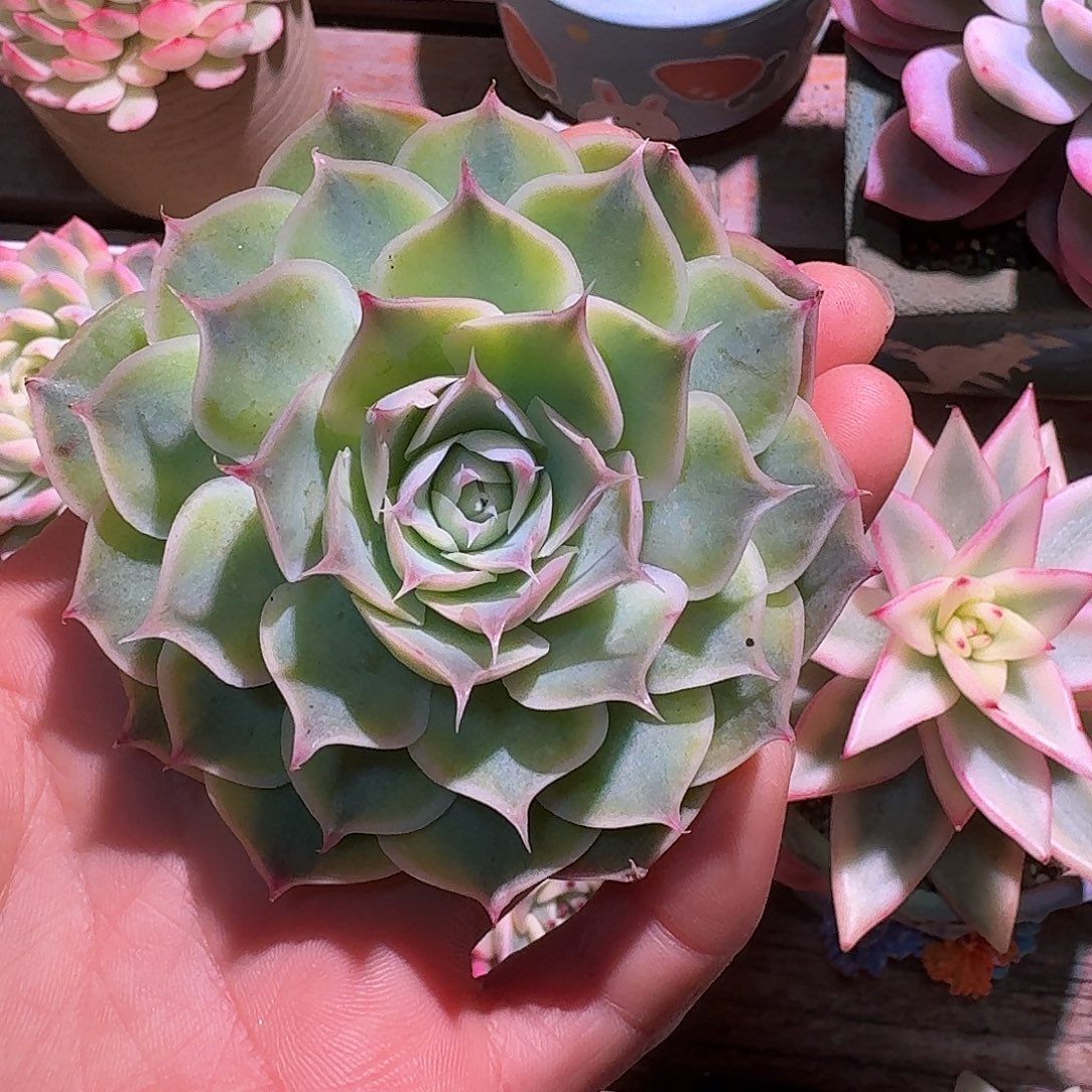 蓝鲸锦多肉多肉多肉