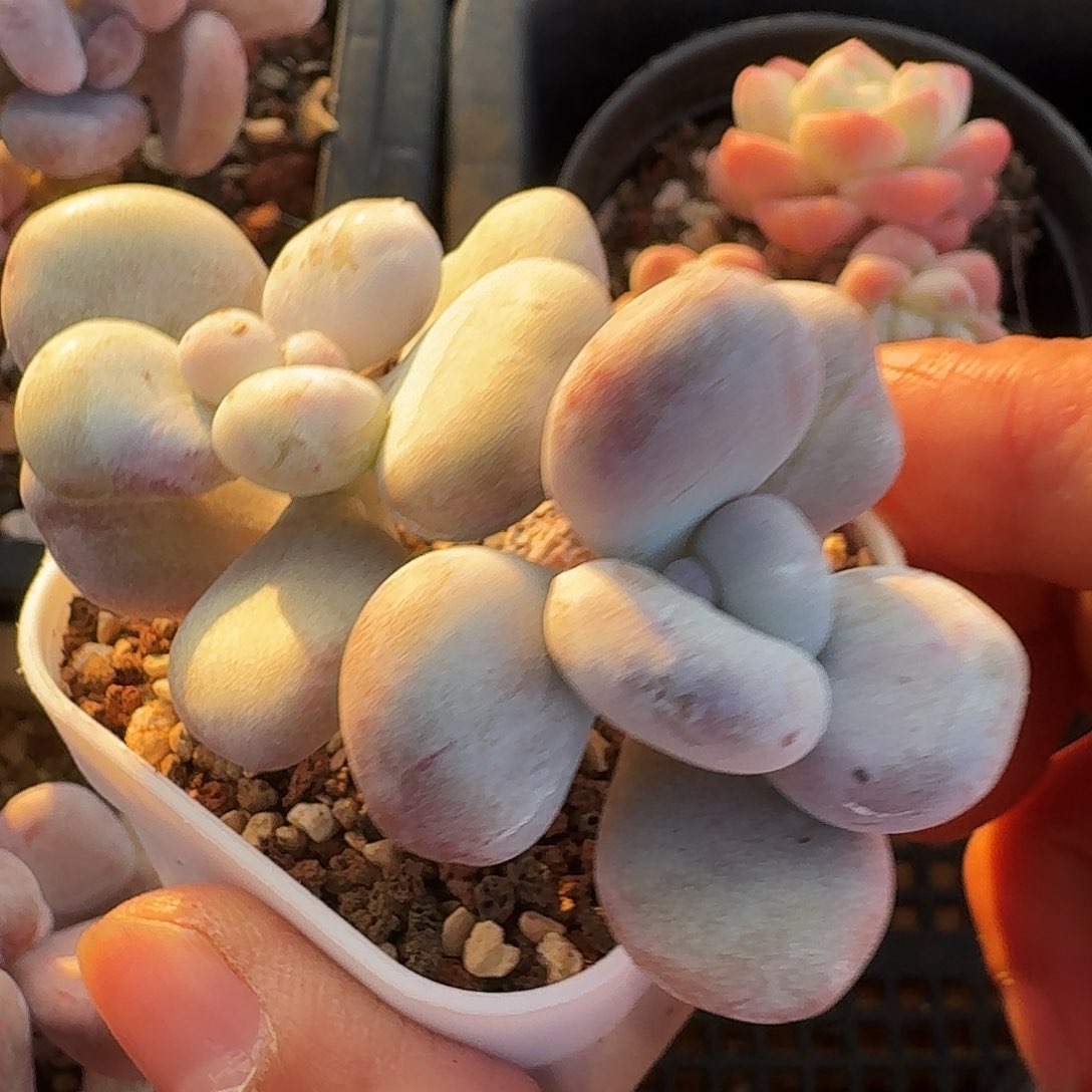 油煎丸子双头多肉