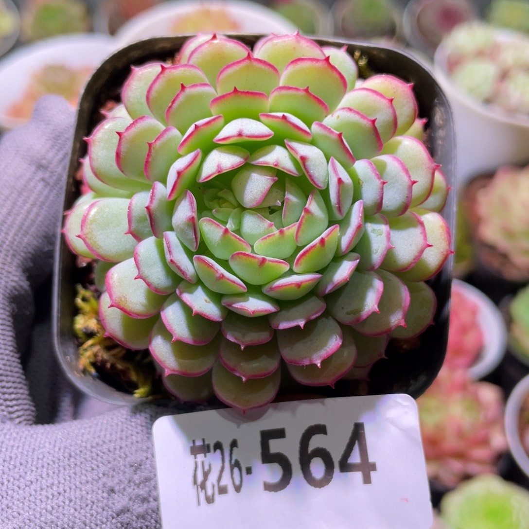 花利美26-564小红船