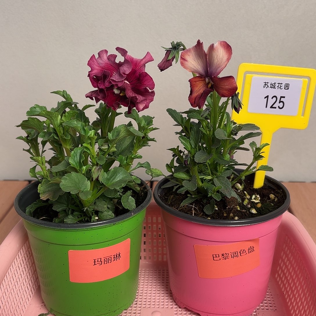 大部分开放少量花苞125