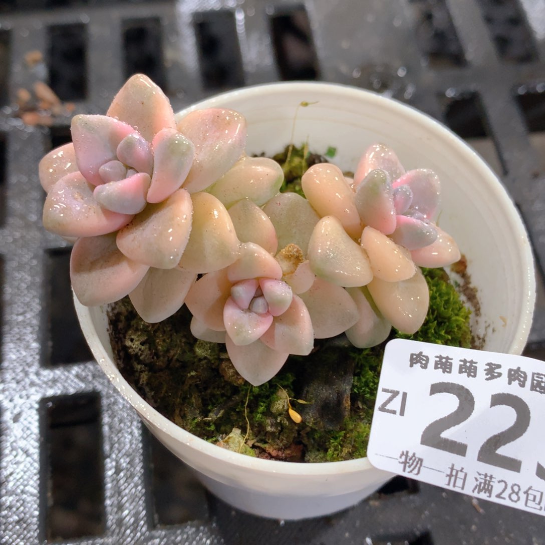 肉萌萌拇指盆精控多肉ZI223