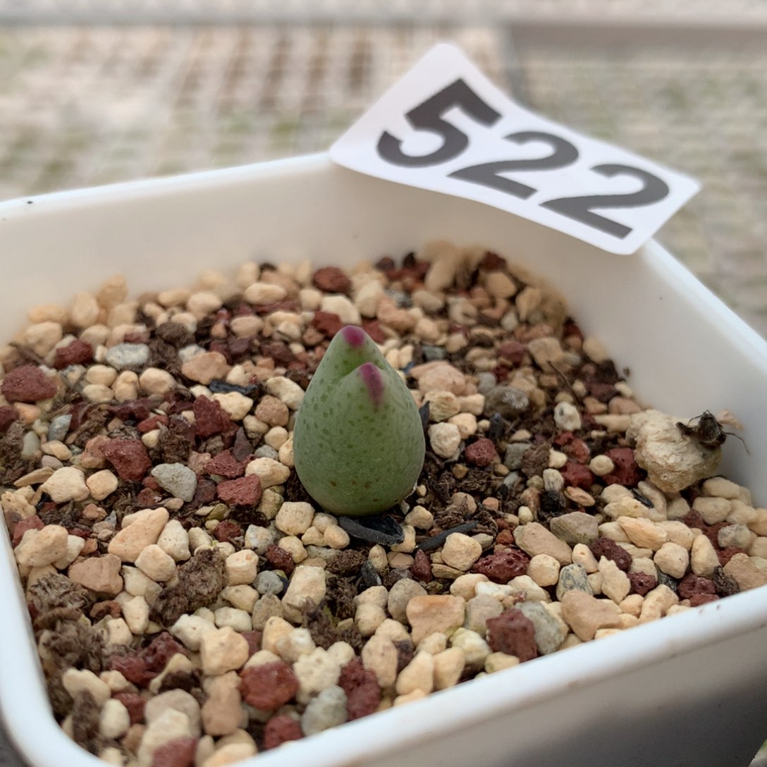 522皮卡丘福利一颗