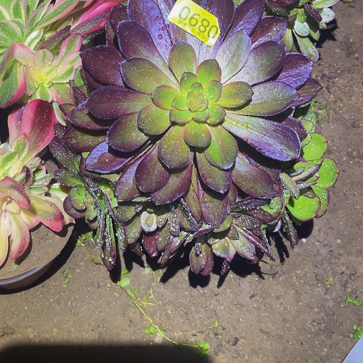 0890花无缺多肉植物