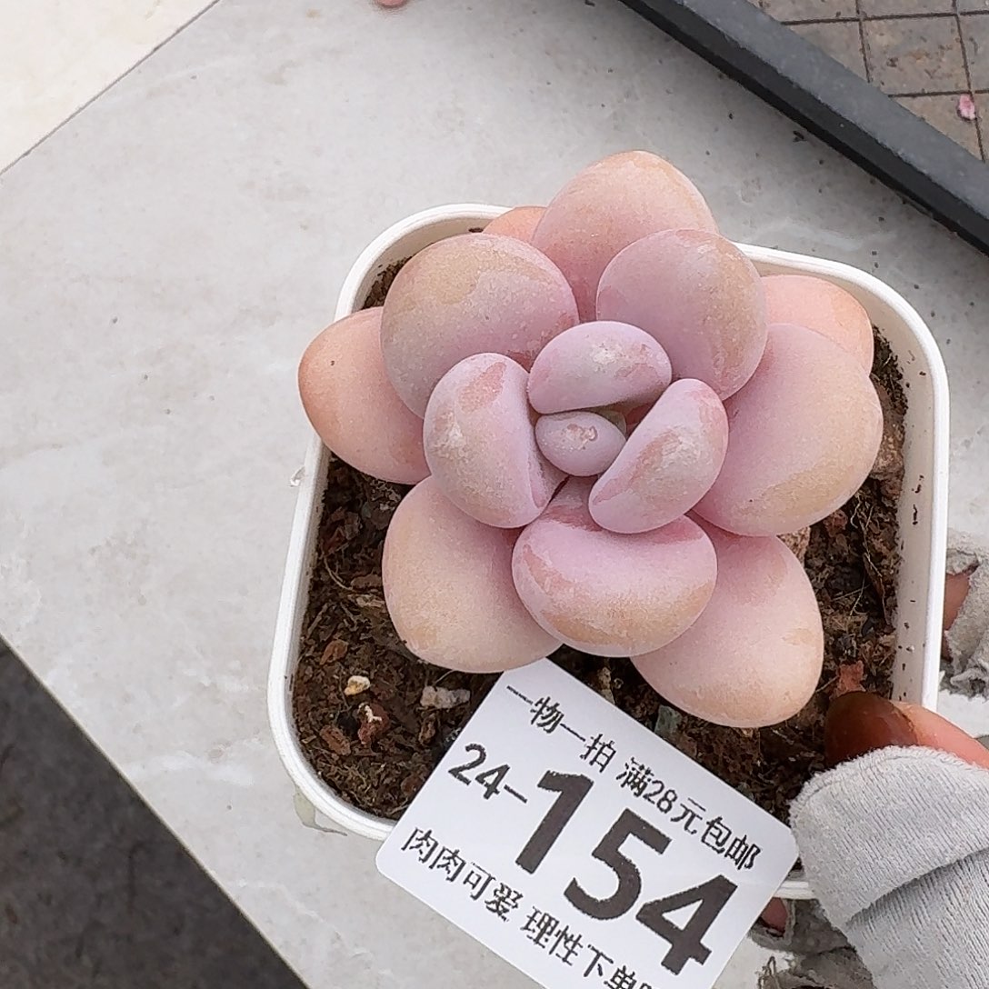 粉兔无盆土发货无