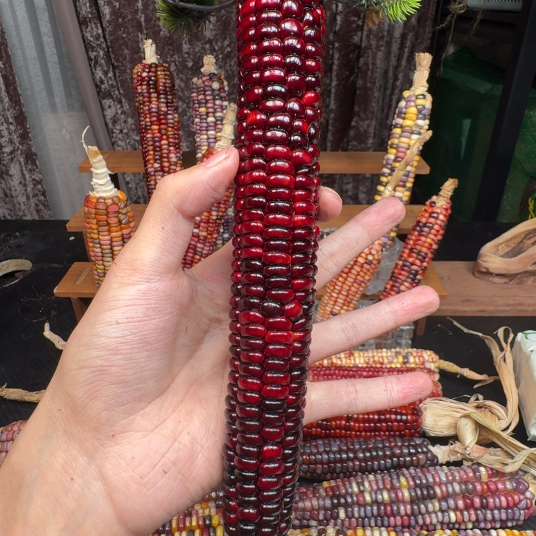 啾***啾大叶紫檀（黑酸枝木类）