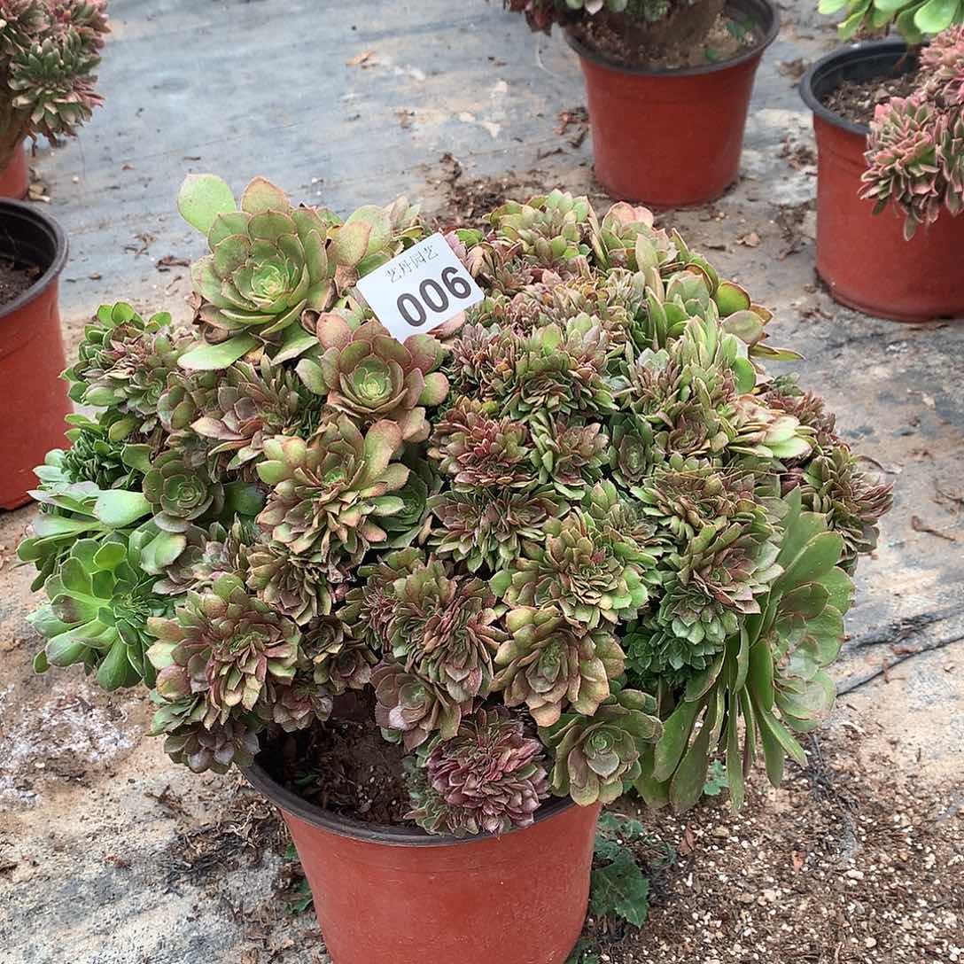 006万圣节朵朵微瑕