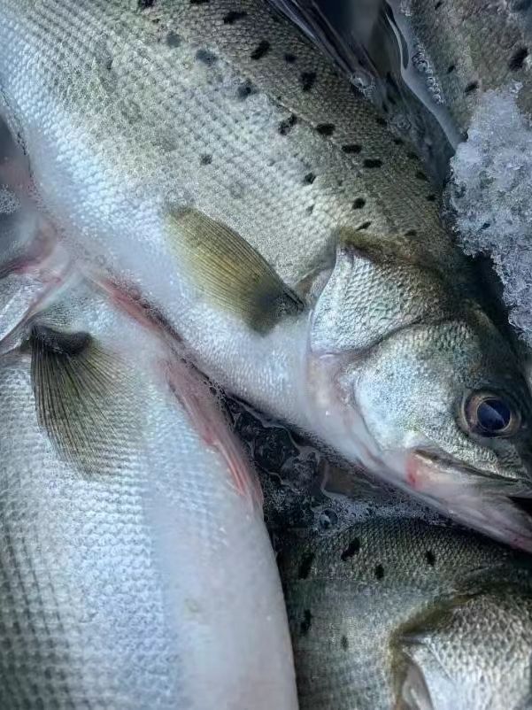 海捕鲈鱼4条  1斤左右/条  连云港发货