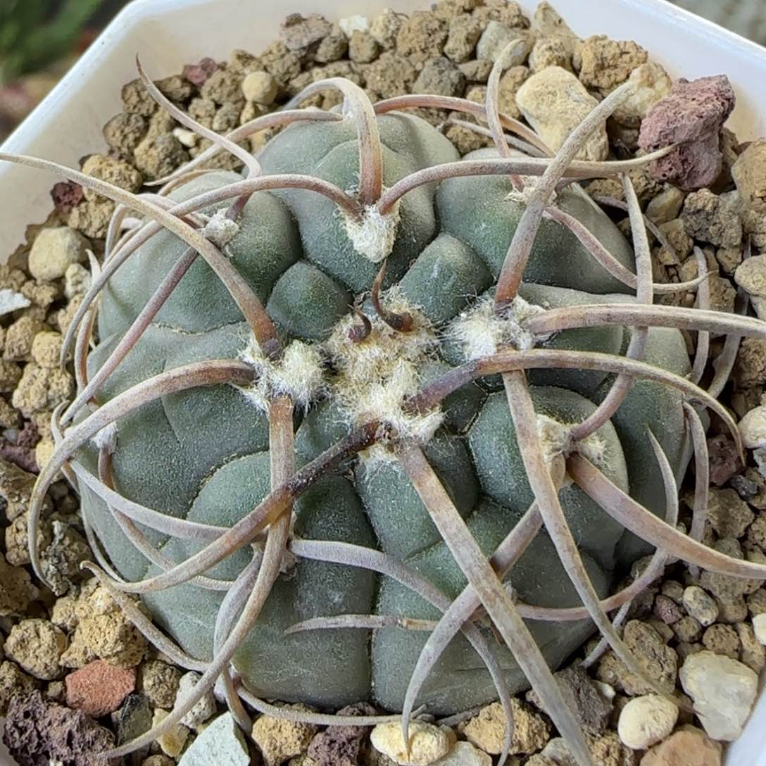 04实生渡边光琳多肉4.2厘米