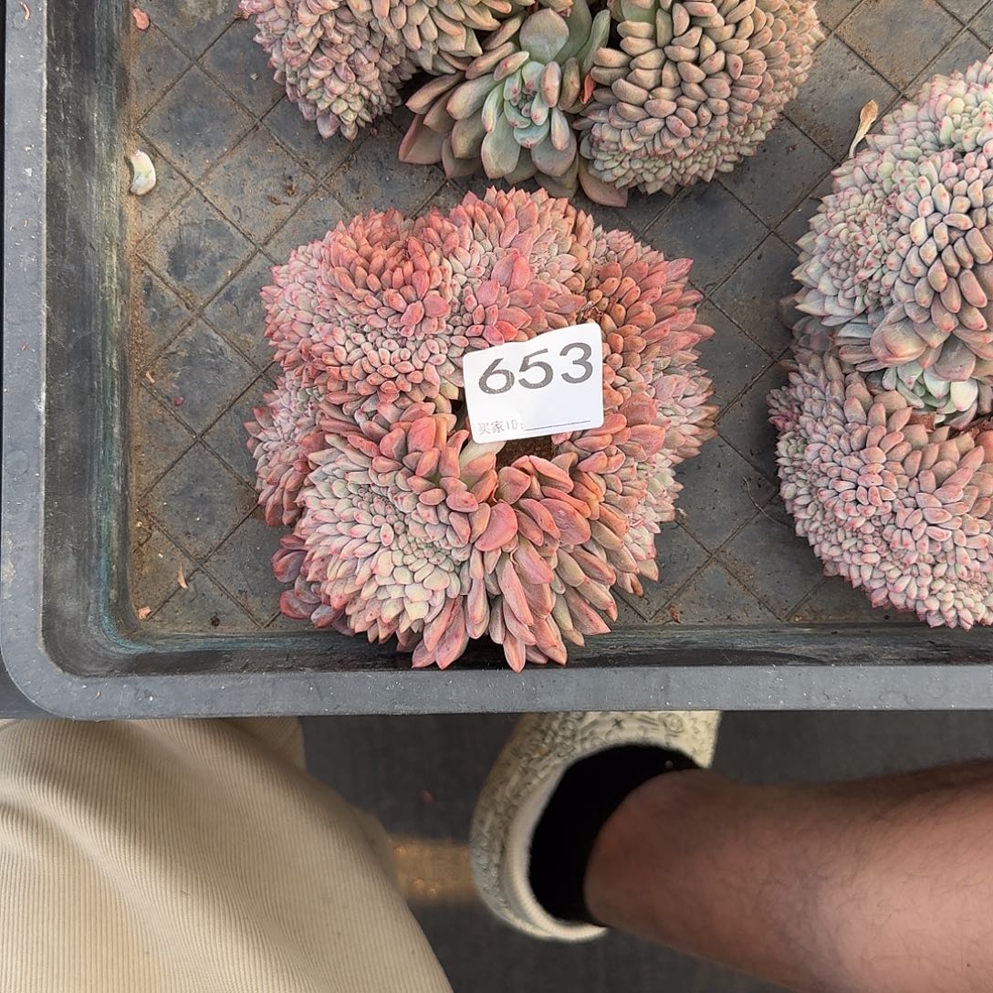 #653爱丽儿缀多肉 售后时间签收起7天内。