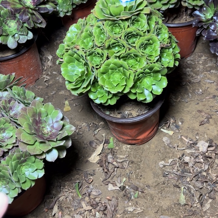 多肉植物绿杨荣法师25