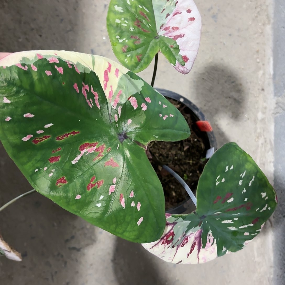 1052-0120紫罗兰彩叶芋泰国发货