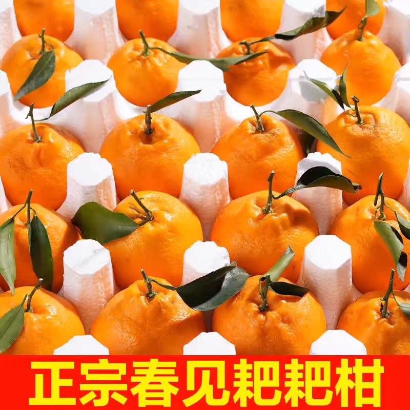 【现摘现发】正宗四川春见耙耙柑新鲜水果当季丑橘丑八怪粑粑柑包邮
