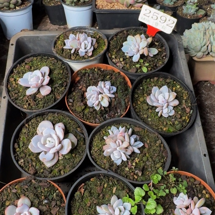 2592多肉植物一物一拍