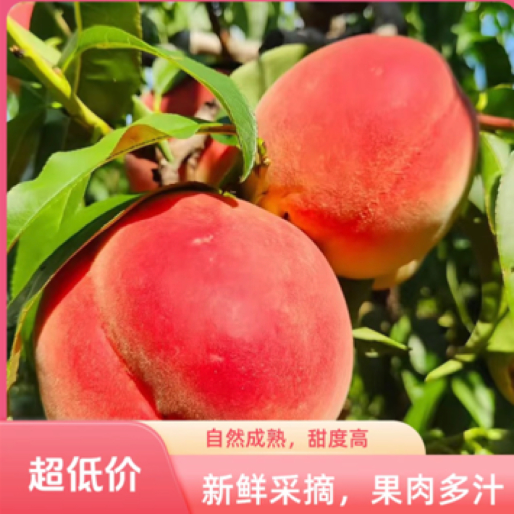[平台推荐]丹东艳红桃，清甜不腻，桃香浓郁到上头，黑龙江省