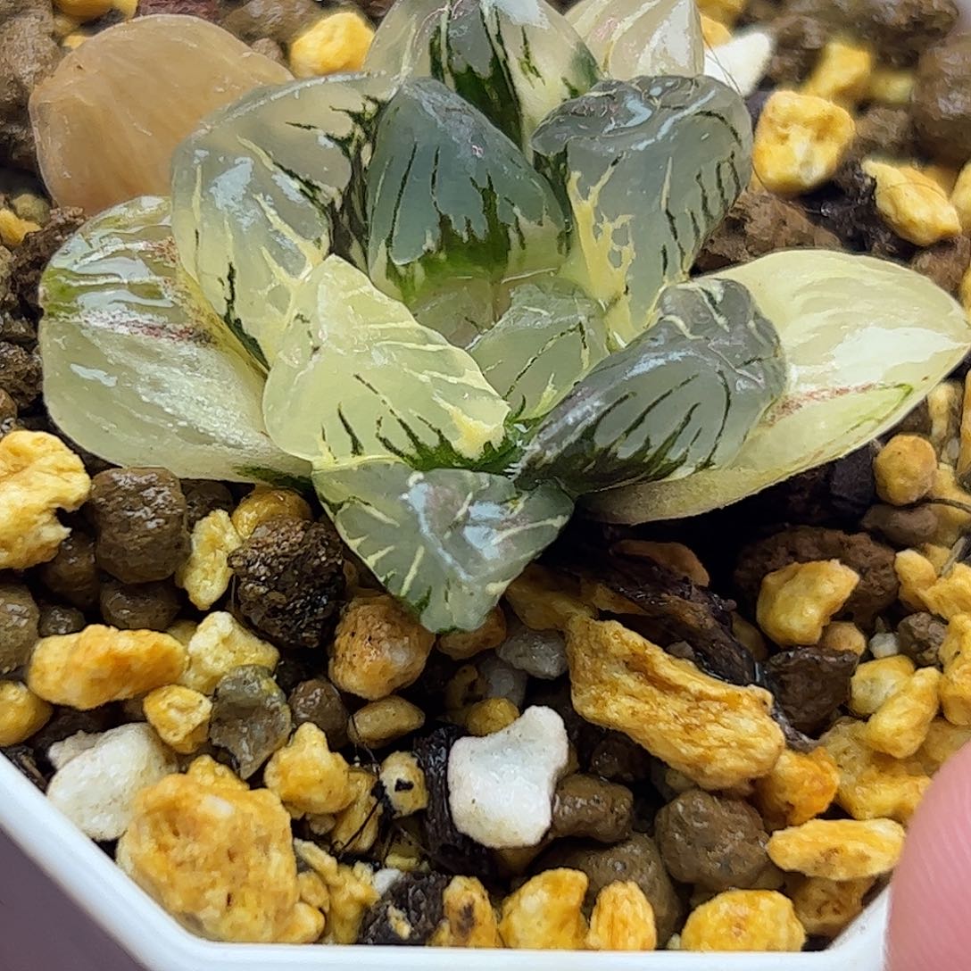 黑水晶锦十二卷多肉植物