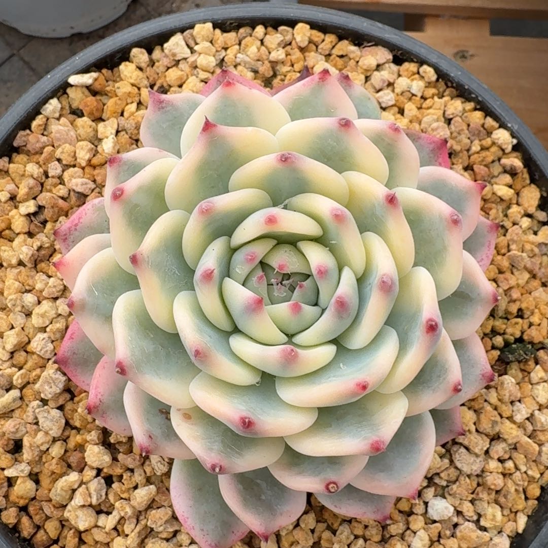 10厘米的尺寸一物一拍的