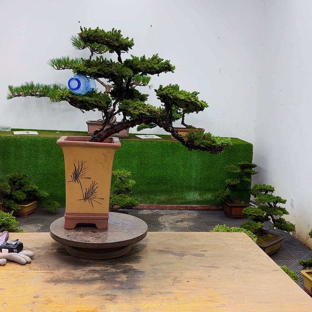 盆景盆景盆景盆景
