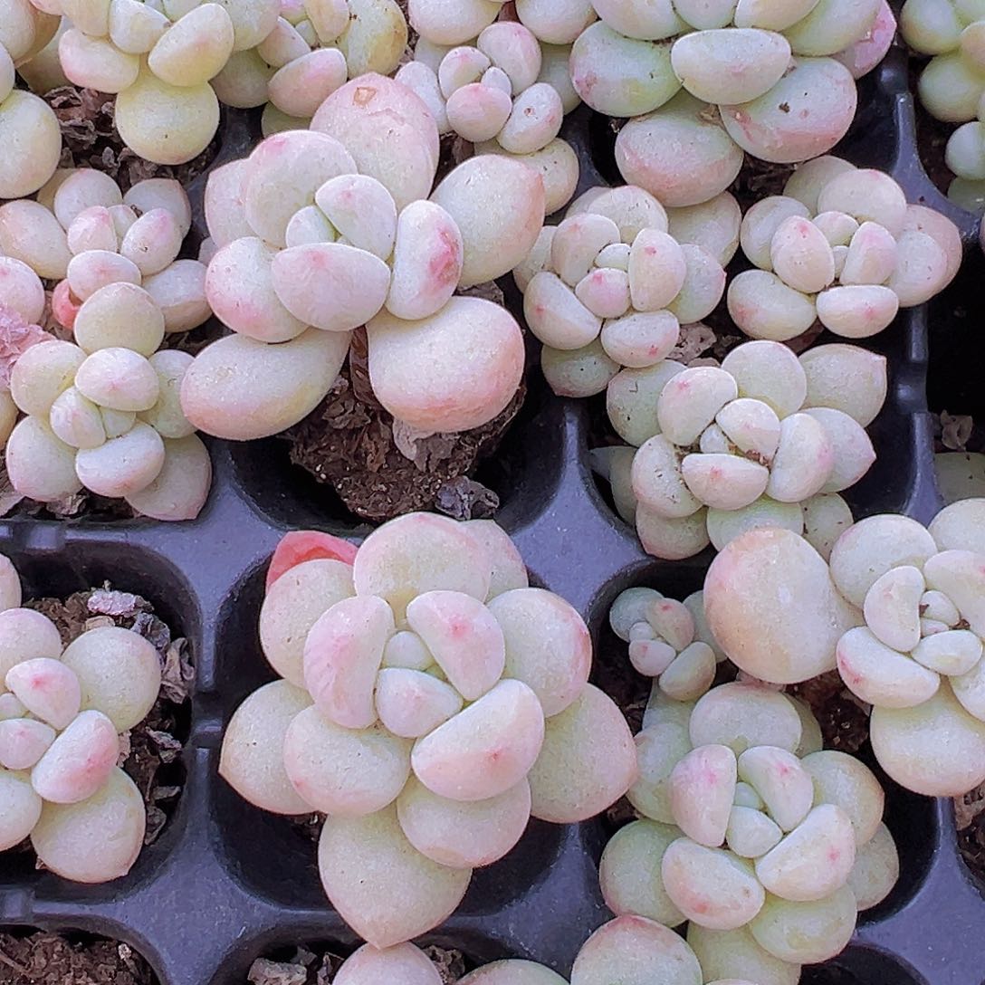 泡泡糖苗5颗老桩混发