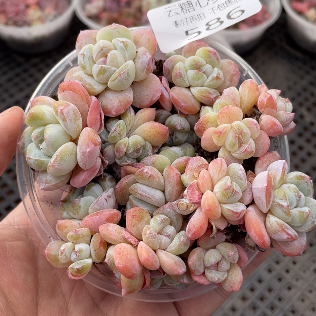 云糖心多肉植物586