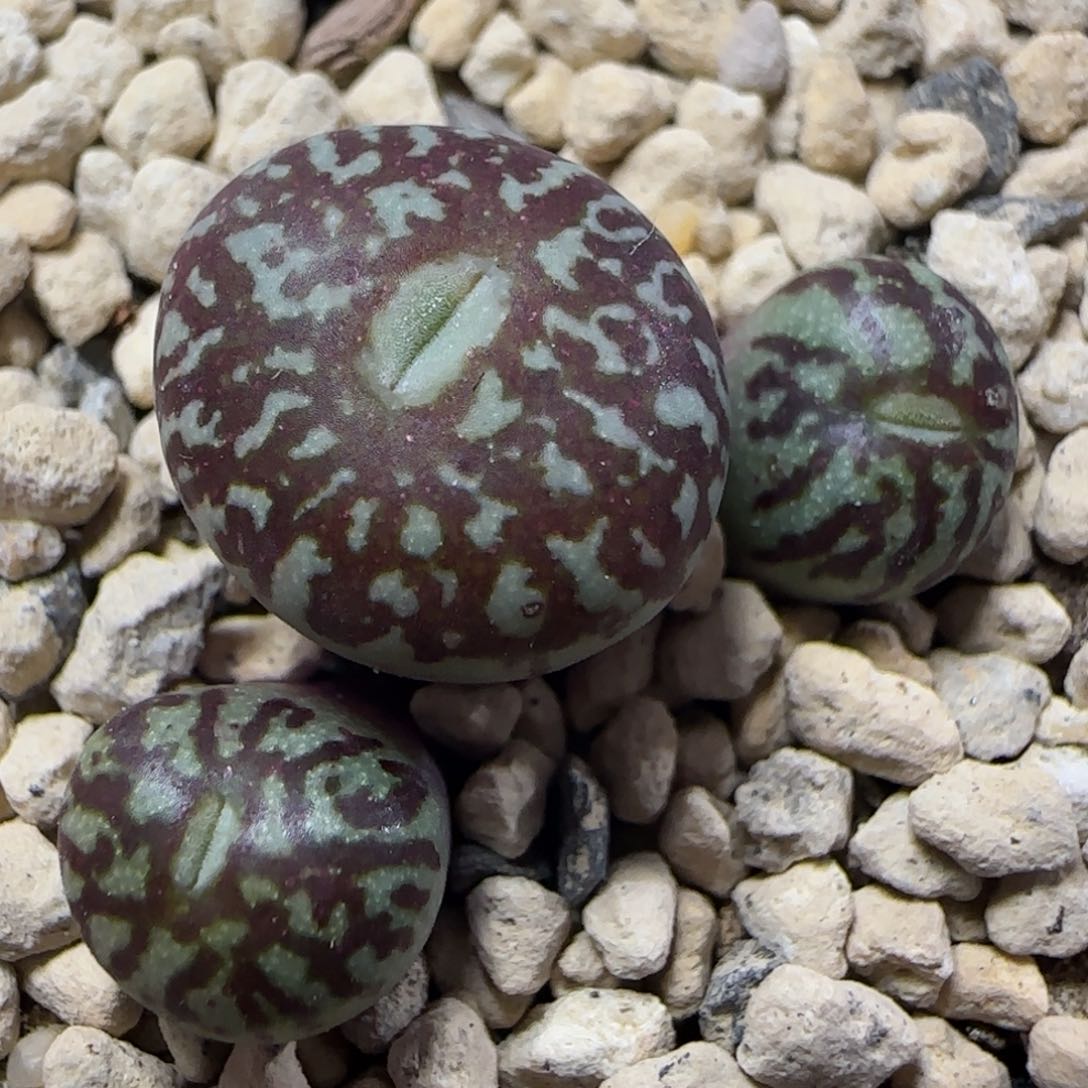 2.15多肉超墨69号