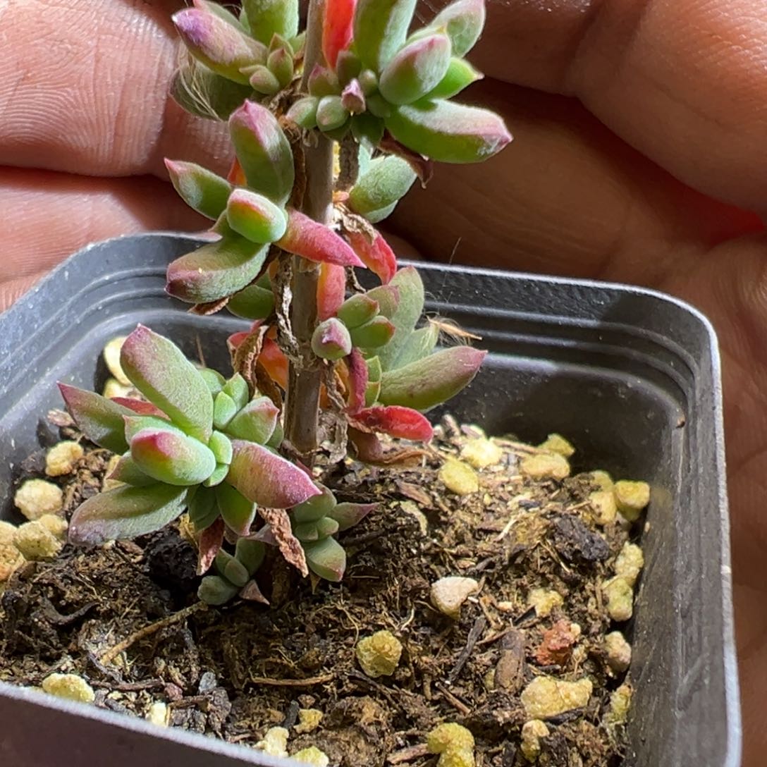 红鸟枝干55杯老桩